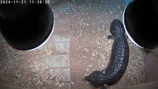 female shingleback skink [upl. by Corrine]