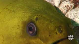 Green Moray Eel [upl. by Rora]