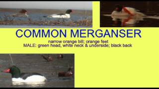 DUCK IDENTIFICATION COMMON MERGANSERavi [upl. by Osborn]