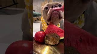 Bulldog daily routine food pets cutedog petslover animals food asmr shortsfeed shorts [upl. by Asfah]