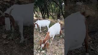 Big Herd of Goats cleaning dry Creek trails [upl. by Anirahtak]