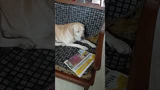 Attitude ki spelling nahin aati funnyvideo doglover pets labrador tigerdog 😀😀😀❤️❤️❤️ [upl. by Niles]