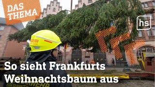 Frankfurter kritisch Kann der Baum dieses Jahr überzeugen  hessenschau DAS THEMA [upl. by Auop]