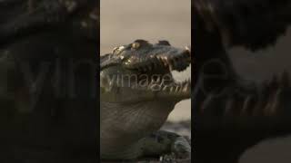 Nile crocodile Crocodylus niloticus swallows catfish prey Luangwa Zambia please subscribe🙏🙏🔥 [upl. by Lance]