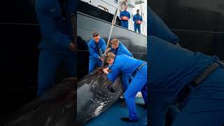 Heroes of the sea save critically injured humpback whale from death [upl. by Ybbor642]