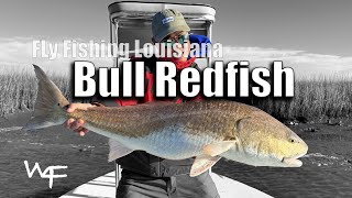 W4F  Fly Fishing quotLouisiana Bull Redfishquot [upl. by Orlantha]