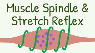 Muscle Spindle amp Stretch Reflex  Knee Jerk Reflex [upl. by Concettina]