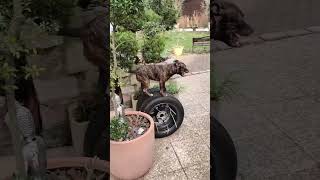 What the dog doing  🫣🐶 dog staffy staffordshirebullterrier agility parkour k9 apbt [upl. by Rolyt538]