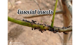 quotEusociality quot Eusocial insects Defination ZeelsBiology 🤗 [upl. by Olemrac]