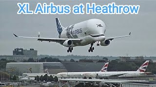 Incredible Airbus Beluga XL Landing amp Taking off at London Heathrow LHR Bigger than a Jumbo Jet 747 [upl. by Scot]