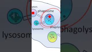 Active transport Phagocytosis [upl. by Ahsinra734]