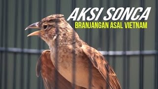 SUARA BURUNG  Aksi Branjangan Sonca Gacor Asal Vietnam [upl. by Elocon]