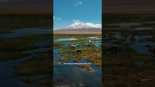 Experience Atacama Desert atacama atacamadesert travel explore [upl. by Darum]