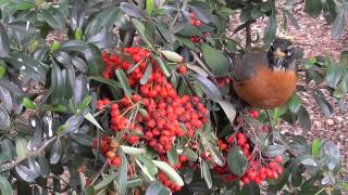 Pyracantha firethorn berries  American Robins favorite [upl. by Suirauqed444]