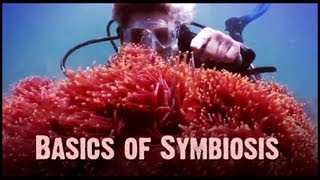 Symbiosis Mutualism Commensalism and Parasitism [upl. by Alekehs588]