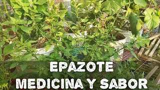 Epazote medicina y saborAGRICULTURA ORGÁNICA [upl. by Cordova]