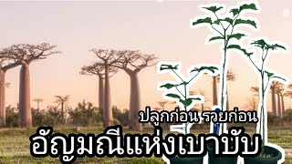 อัญมณีแห่งเบาบับ Adansonia Grandidieri [upl. by Simah]