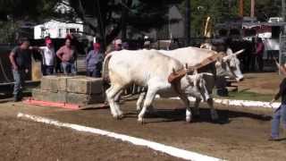 Ox Pull 2013 Deerfield Fair Oxen NH Pulling Video 2 [upl. by Aeneg295]