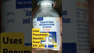 Amoxicillin injection uses in cattle buffalo। Treatment of pneumonia । Treatment of mastitis । [upl. by Fitts]