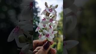 ചുട്ടിമുല്ലPseuderanthemum latifolium nature music song nature flowers love beautiful [upl. by Adnert]