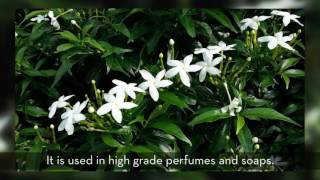 Jasmine Grandiflorum The King of Flowers [upl. by Ayam535]