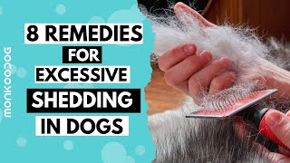 Reasons of HAIR SHEDDING in dogs  How to STOP Excess Shedding in dogs  Monkoodog [upl. by Hare]