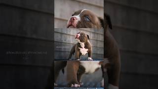 americanbully Photo Shoot 📸 Extreme Pocket American Bully Puppies [upl. by Tierney]