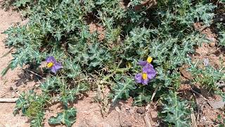 Solanum virginianum an important medicinal plant of Jamtara Forest Division Jharkhand [upl. by Neellek]