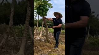 Why are Chinese people cutting down papaya trees [upl. by Yekim605]