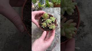 Tips For Propagating Succulents [upl. by Aelegna458]