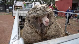 Overgrown Baarack the Sheep Loses 78Pound Wool Fleece Before and After [upl. by Airotnes]