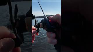 Should cheap baitcaster from Temu sound like that fishing pikefishing baitcasting [upl. by Herta]