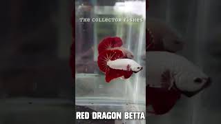 Types of Plakat Betta fishes shorts tamil betta [upl. by Verras77]