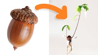 The EASIEST Way To Grow An Acorn In Water shorts [upl. by Noak]