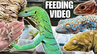 FEEDING MY PET REPTILES 50 SILKWORMS SKINKS GECKOS TURTLES AND MORE SILKWORM FEEDING VIDEO [upl. by Brenner619]