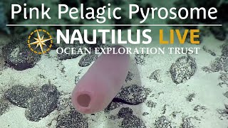 Pink Pelagic quotPipequot Pyrosome  Nautilus Live [upl. by Enej]