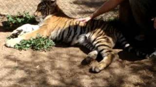 Cango Wildlife Ranch OudtshoornSüdafrika  Tiger streicheln [upl. by Fawn259]