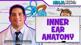 Special Senses  Inner Ear Anatomy [upl. by Akemihs]