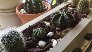 Mealybugs On My Cacti This Video Shows How To Get Rid Of Them [upl. by Zoeller247]