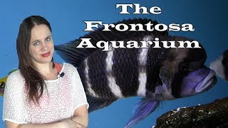 The Frontosa Aquarium [upl. by Ennagroeg814]