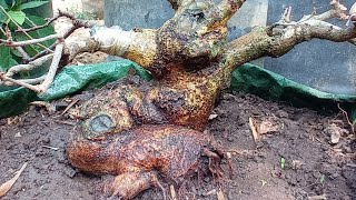 dari tanaman gulma tak berguna tapi setelah di program jadi bonsai yang mempesona [upl. by Adalbert]