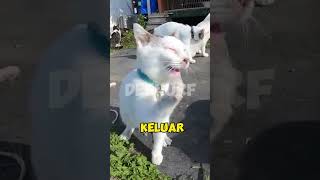 KUCING BERSIN [upl. by Hgielar]