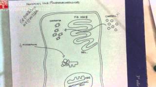 MINERALOCORTICOIDES 46 Receptores de Mineralocorticoides [upl. by Ateuqal]