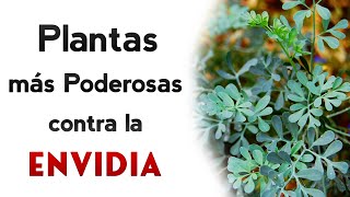 PLANTAS que te protegen contra Envidias Maldiciones y hasta Brujería [upl. by Raynah]