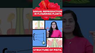 Sexual Reproduction in flowering plants  Class 12 Biology shorts [upl. by Binah232]