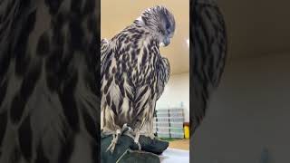 saker falcon birds falconery eagle babybirds falconer birdslover falconrylife [upl. by Mafala846]