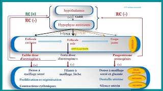 Régulation du cycle sexuel chez la femme [upl. by Atiuqrahc774]