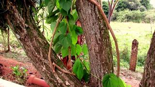 Você conhece o caramoelacará do arDioscorea bulbifera [upl. by Doralyn]