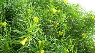 Amazing Native Plants  Pacha ganneru yellow oleander  Thevetia peruviana [upl. by Dich]