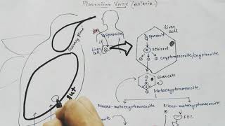 Plasmodium vivax life cycle Hindi Malaria [upl. by Refinne]